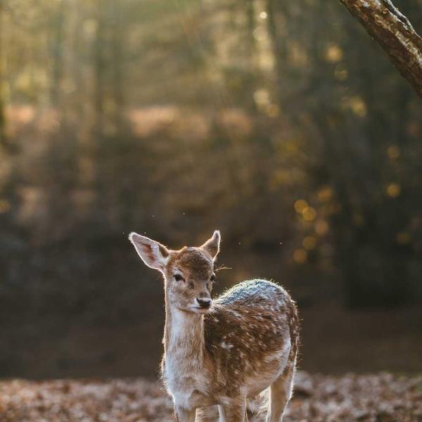Peças-Chave: 5 Itens para Multiplicar seu Guarda-Roupa